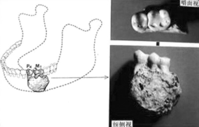“巫山人”左侧下颌骨.jpg